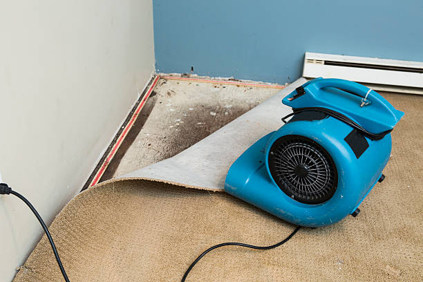 Best Water damage cleanup near me  in Chester, VA